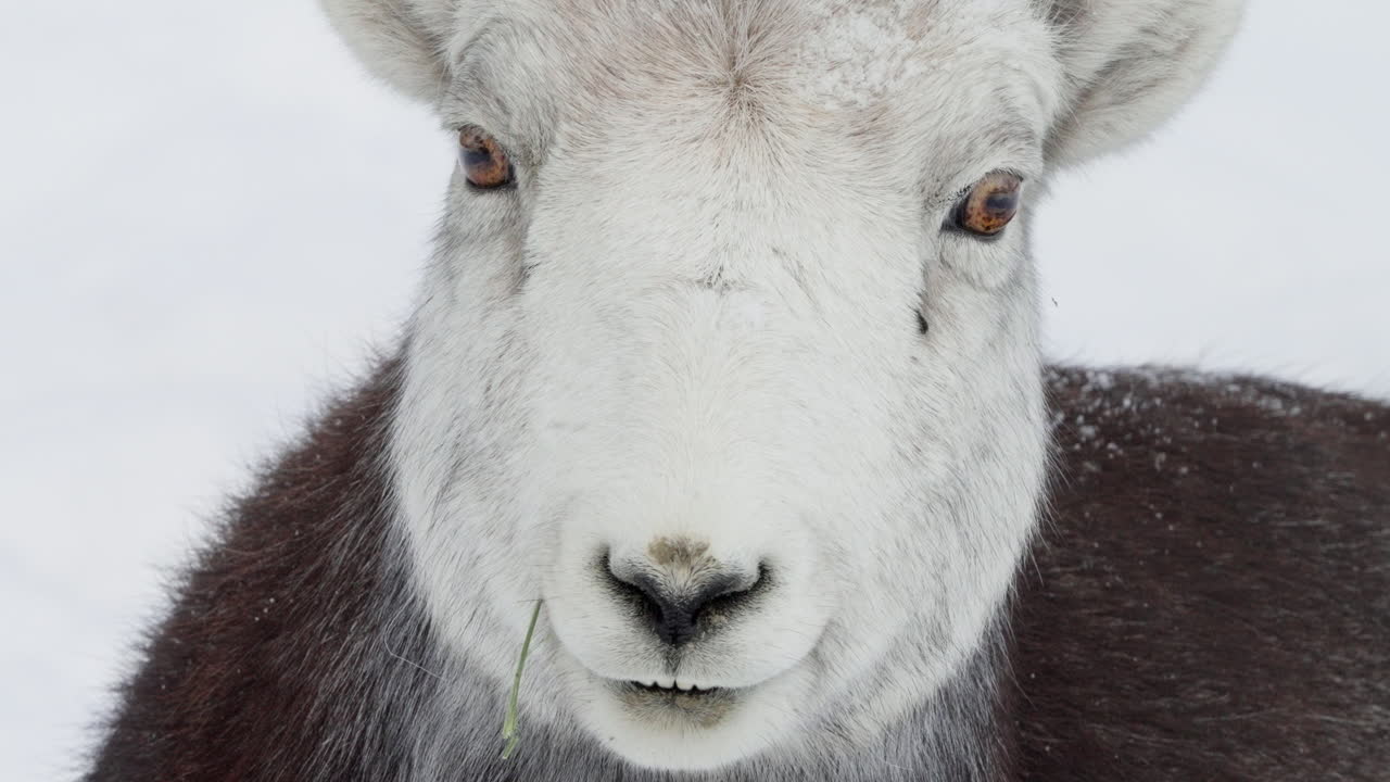 далл овцы вблизи в уайтхорс, юкон, канада