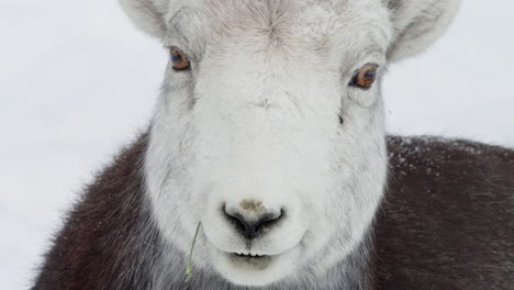 dall sheep close up in whitehorse, yukon, canada