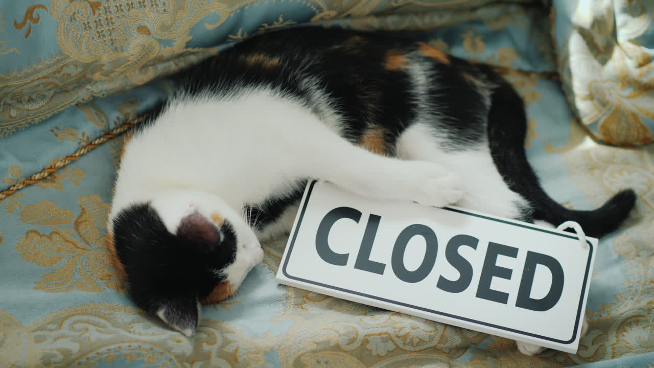 고양이는 비즈니스 개념에서 벗어나는 표지판을 들고 침대에 누워 있다