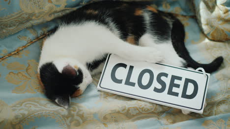 The-Cat-Is-Lying-On-The-Bed-With-A-Sign-Closed-Get-Out-Of-Business-Concept