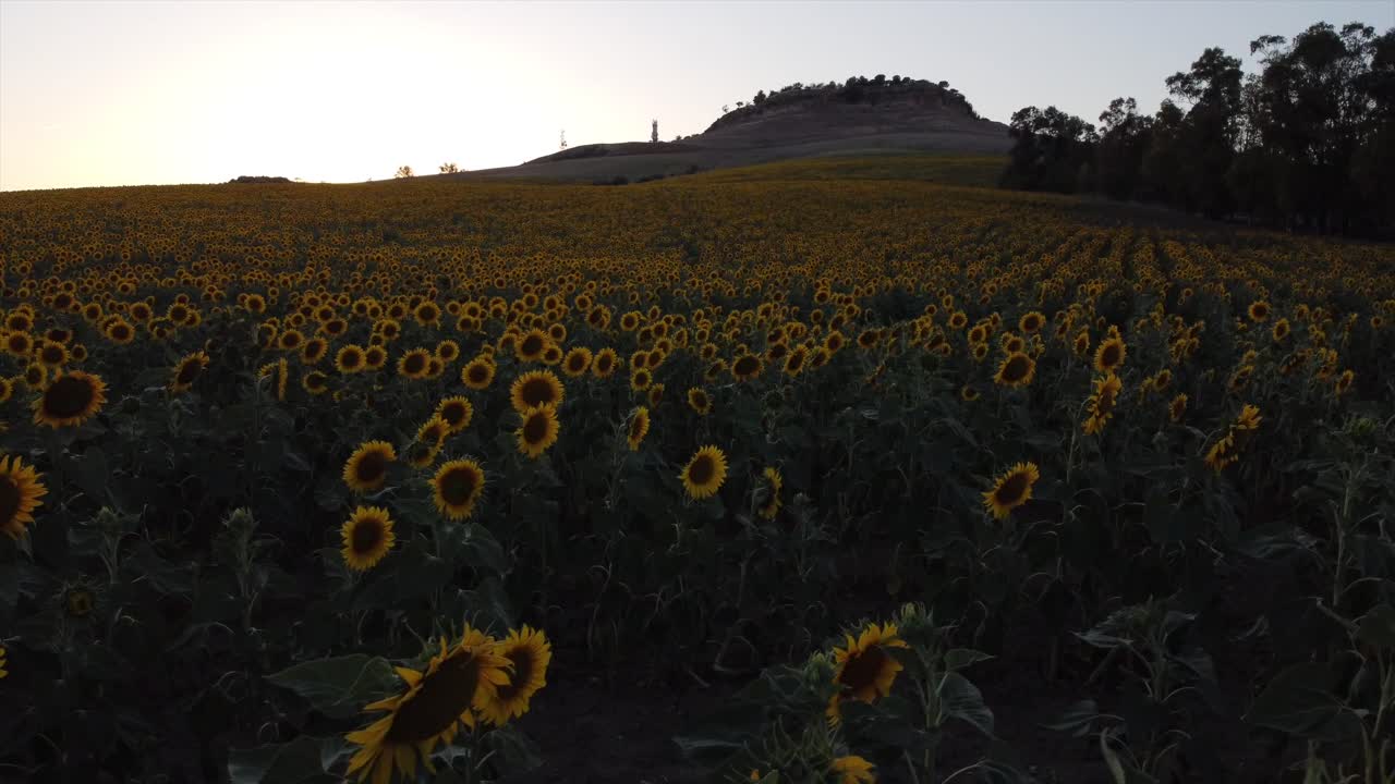 Overflight in sunflower field during sunset - oil production.