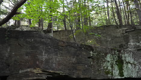 black stone background in a forest tilt shot