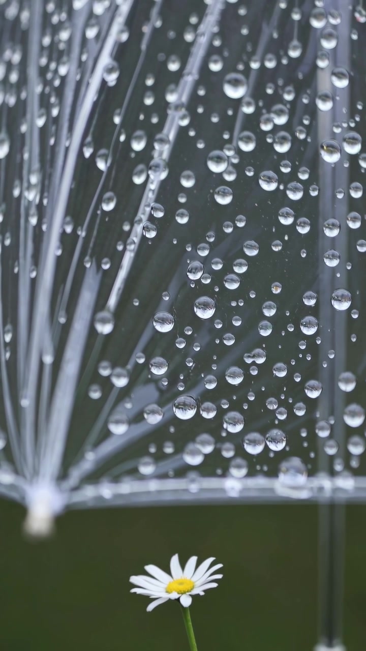 Einzelnes Gänseblümchen unter transparentem Regenschirm im Regen
