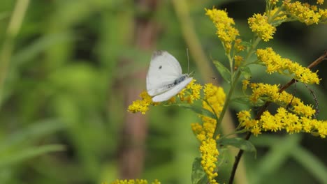 Pieris-Brassicae,-La-Gran-Mariposa-Blanca,-También-Llamada-Mariposa-De-La-Col.-El-Blanco-Grande-Es-Común-En-Toda-Europa,-El-Norte-De-África-Y-Asia,-A-Menudo-En-Zonas-Agrícolas,-Prados-Y-Parques.