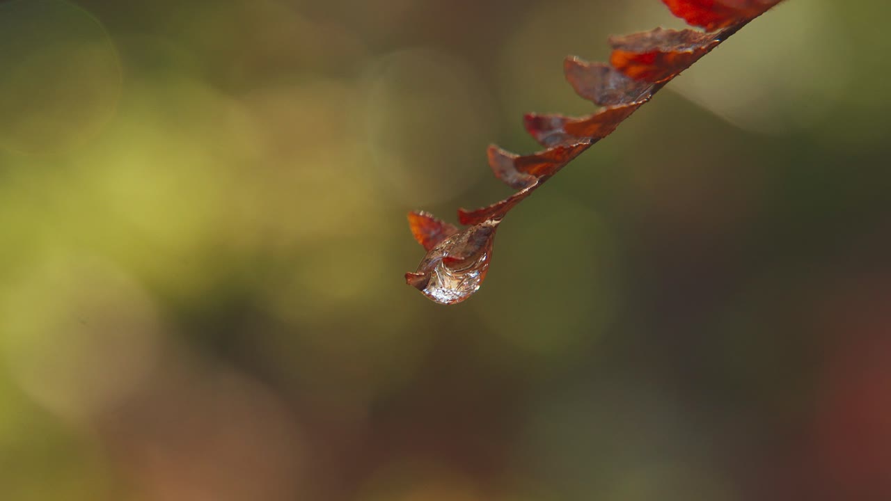 Water drop about to fall from a leaf (Close)