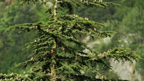 Lush-green-cedar-tree-branch-swaying-in-a-gentle-breeze-in-a-healthy-forest