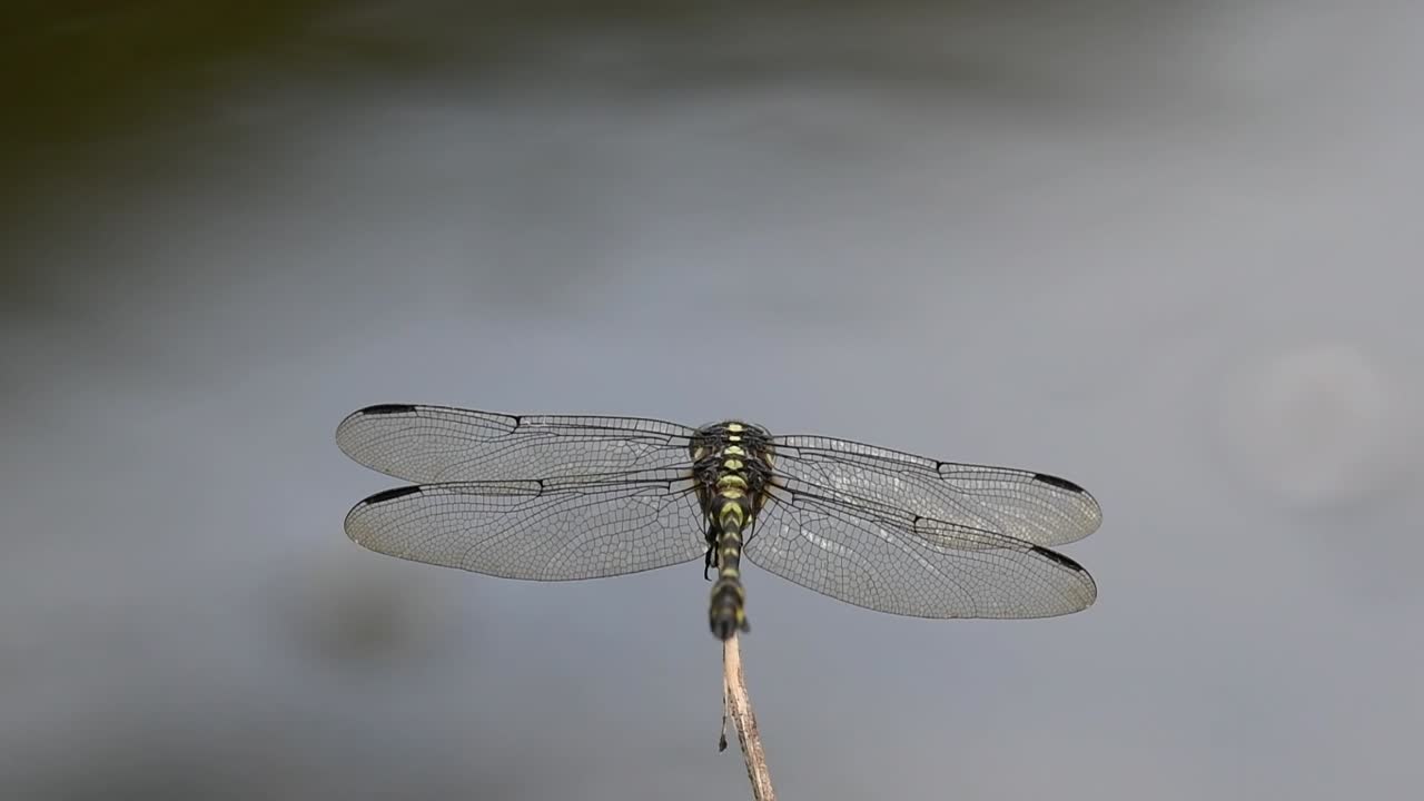 alas extendidas, cola moviéndose mientras también gira la cabeza y se acicala un poco, el viento sopla, flangetail común, ictinogomphus decoratus, parque nacional kaeng krachan, patrimonio mundial de la unesco, tailandia