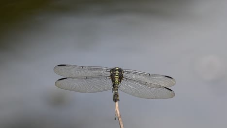 alas extendidas, cola moviéndose mientras también gira la cabeza y se acicala un poco, el viento sopla, flangetail común, ictinogomphus decoratus, parque nacional kaeng krachan, patrimonio mundial de la unesco, tailandia