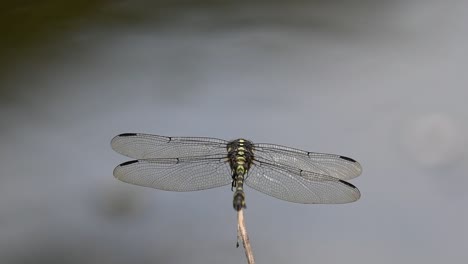 wings spread, tail moving while it also turns its head and preens a little, wind blows, common flangetail, ictinogomphus decoratus, kaeng krachan national park, unesco world heritage, thailand