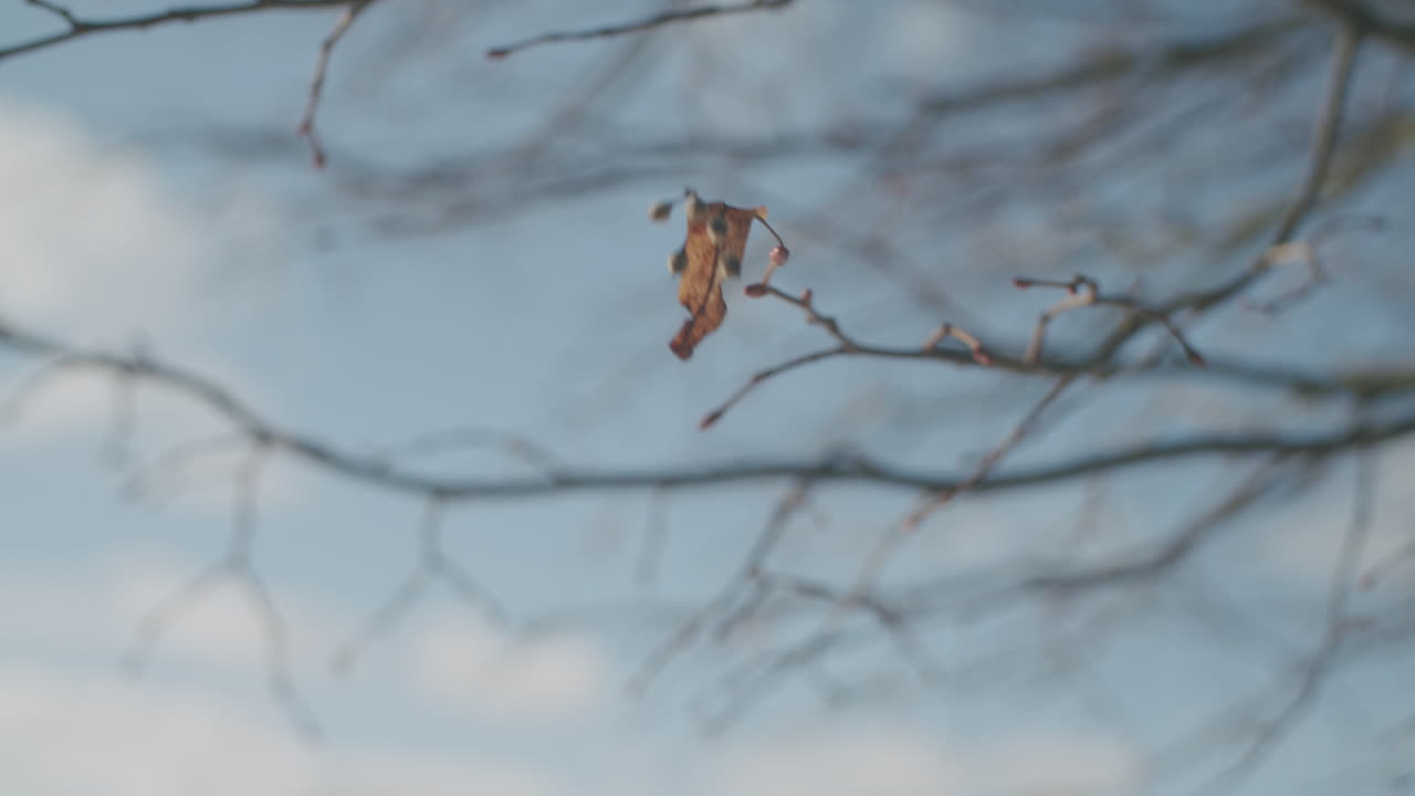 겨울에 나무에 매달린 잎사귀의 중간 클로즈업 샷