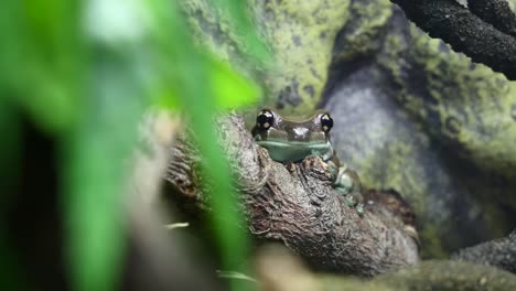 Amazonischer-Milchfrosch-Sitzt-Auf-Einem-Ast-Und-Blickt-In-Die-Kamera,-Defokussierter-Vordergrund