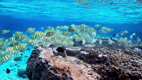 large school of convict tang swimming above coral reef - underwater, side view