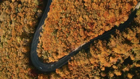 aerial overhead follow drone footage of a car driving on a winding s-shaped road in the middle of orange, yellow and brown coloured forest