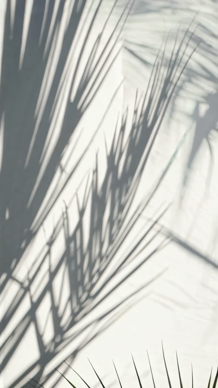 Artistic video concept of palm leaf shadows on a white wall