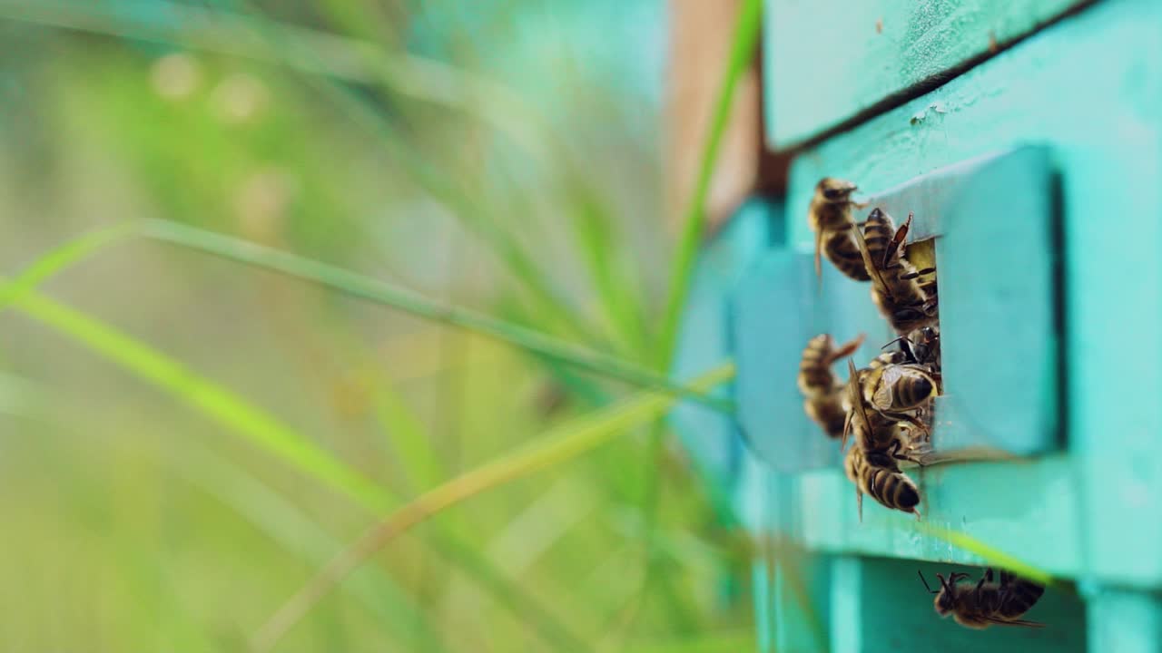 Selective focus on beehive entrance. Bees return to the beehive after the honeyflow