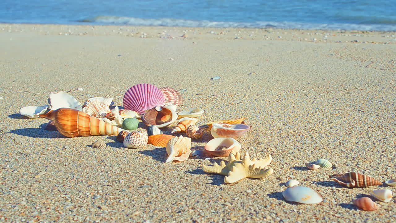 Cockleshells on sand against the background of waves. Shooting on the beach