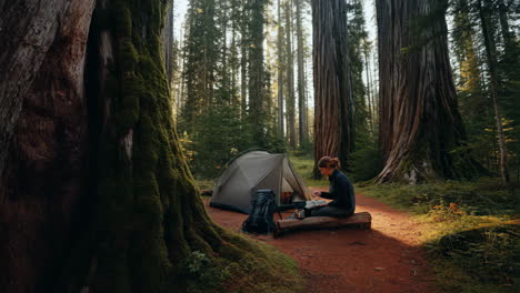 solo camping adventure in a giant redwood forest