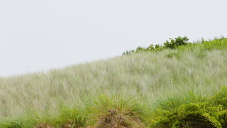 strong wind blowing across dune grass