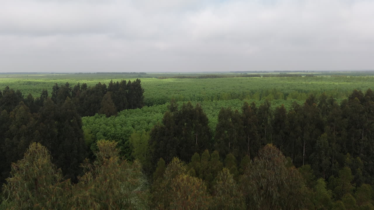 Aerial movement over the dense forest landscape with mixed plantation trees under an overcast sky.