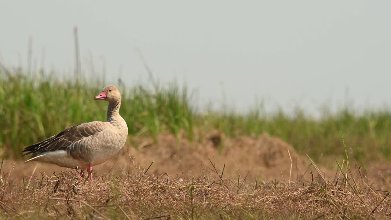 ganso gris, anser anser, bueng boraphet, nakhon sawan, tailandia