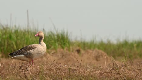 Greylag-Goose,-Anser-anser,-Bueng-Boraphet,-Nakhon-Sawan,-Thailand