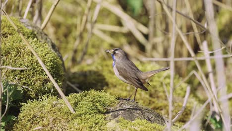 Vögel---Blaukehlchen-Oder-Schwätzchen,-Springt-Von-Moosbedecktem-Felsen,-Totale-In-Zeitlupe