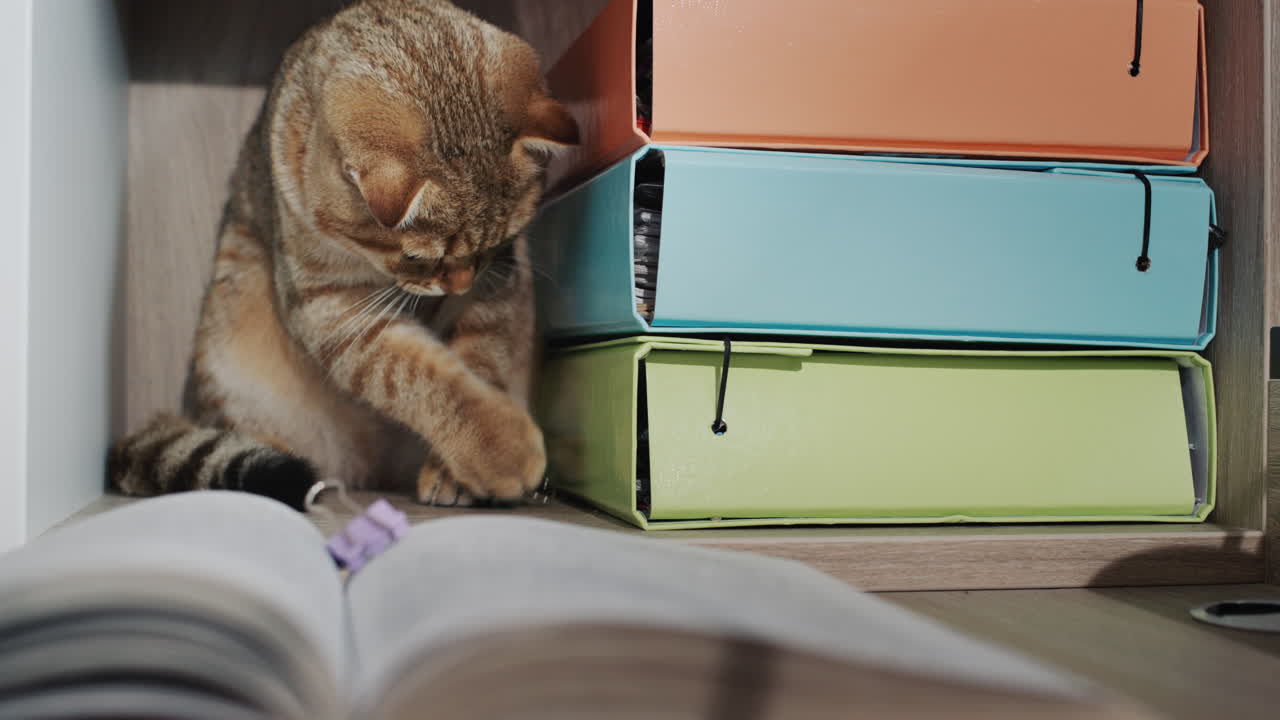 имбирный кот работает в офисе, изучает документы и канцелярские принадлежности