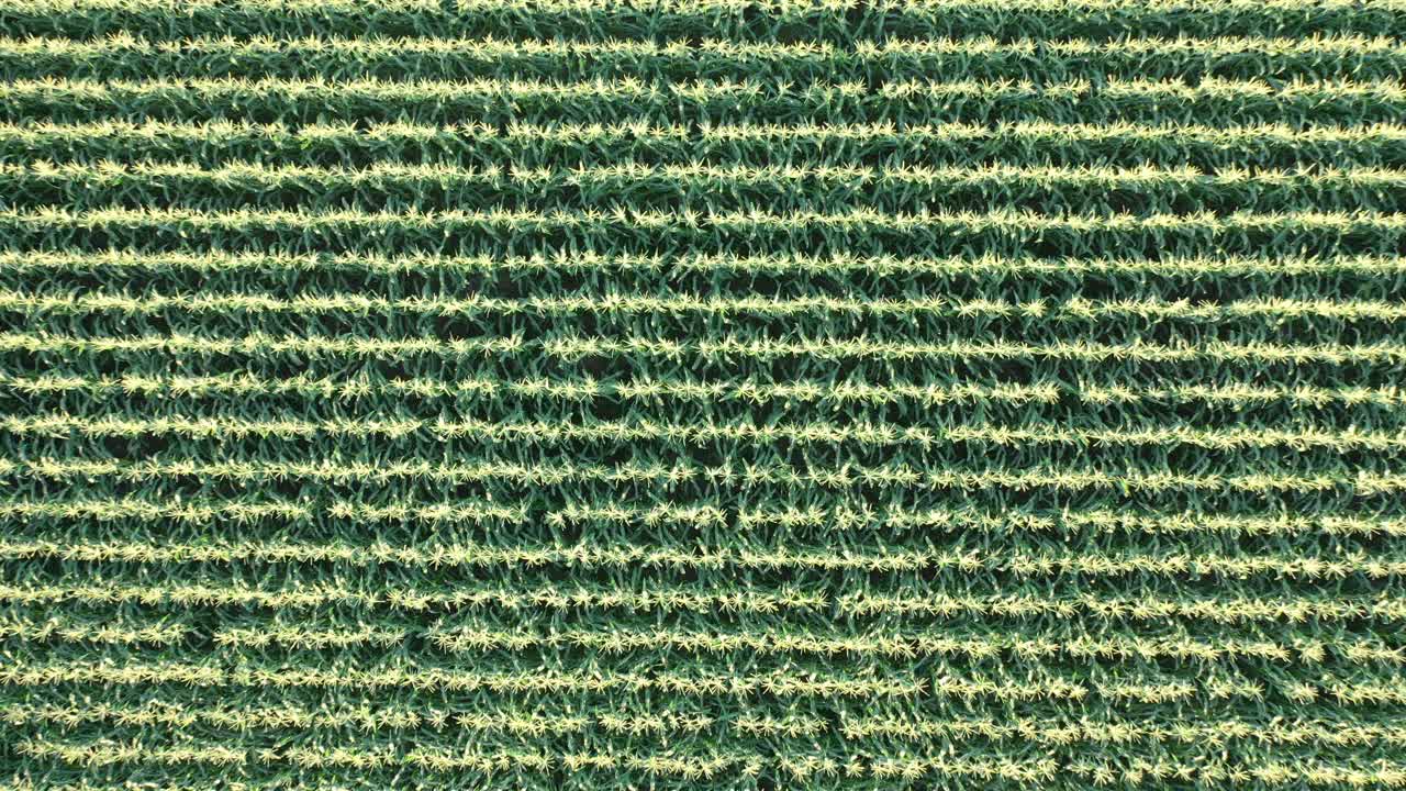 푸른  의 공중 사진