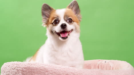 Close-up-video-of-an-energetic-and-outgoing-miniature-fawn-and-white-dog-puppy-reclining-on-a-pink-mat-while-a-green-wall-serves-as-the-background