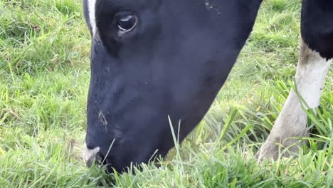 close-up view of a black and white cow grazing on fresh green grass in a rural field.