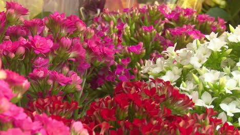 colorful kalanchoe flowers