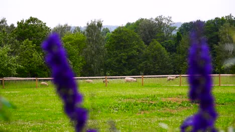 Rack-focus-from-deep-blue-candle-larkspur-to-flock-of-sheep-in-pasture