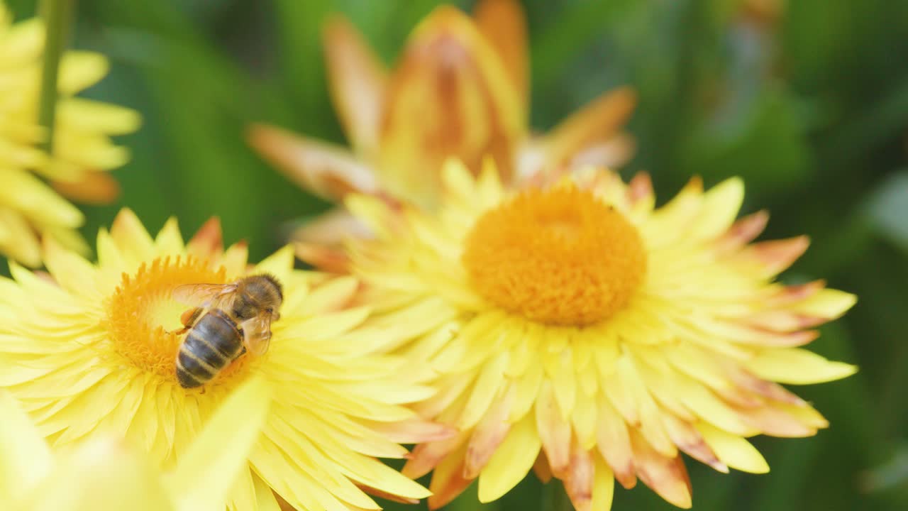 Un'ape raccoglie attivamente il polline da un vivace fiore di margherita giallo in un giardino illuminato dal sole. Primo piano macro con profondità di campo ridotta e movimento fluido della telecamera