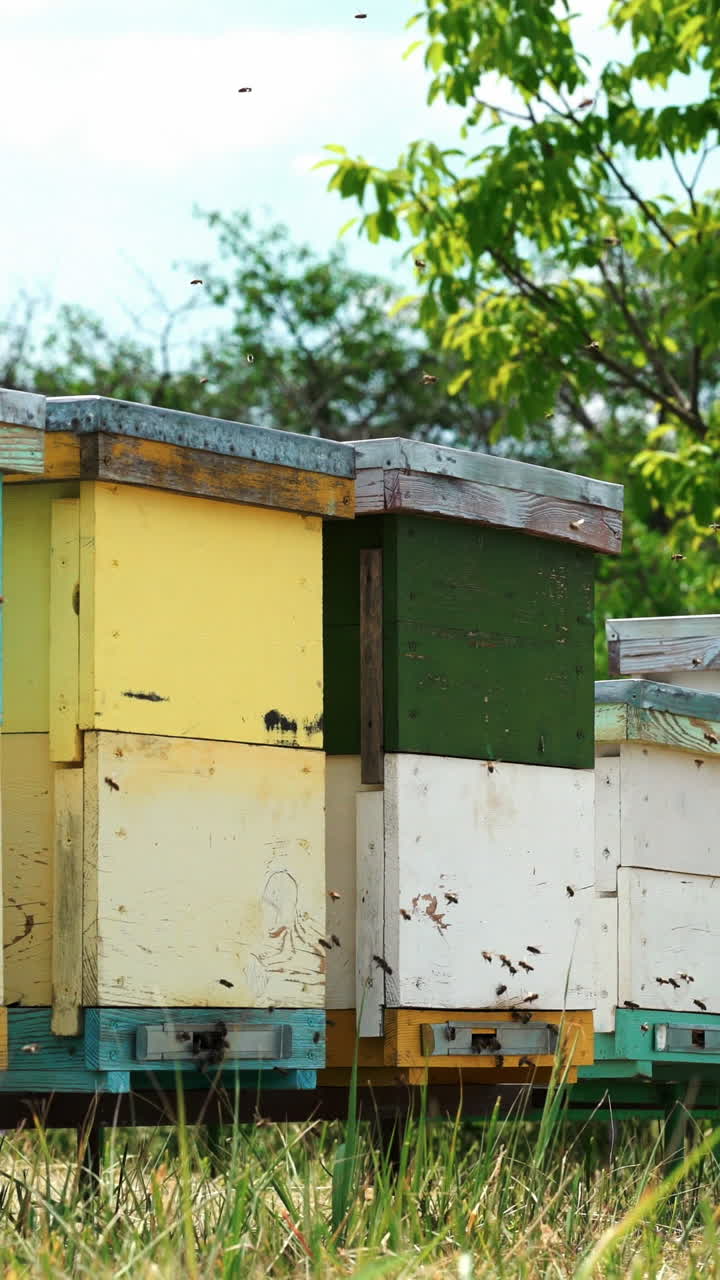 Apiary. Bees flying around the Beehive. Vertical video
