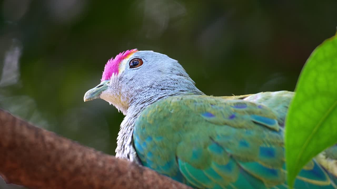 Un colombo frugivoro corona di rose (ptilinopus regina) appollaiato su un ramo di un albero nel suo habitat naturale, foto ravvicinata