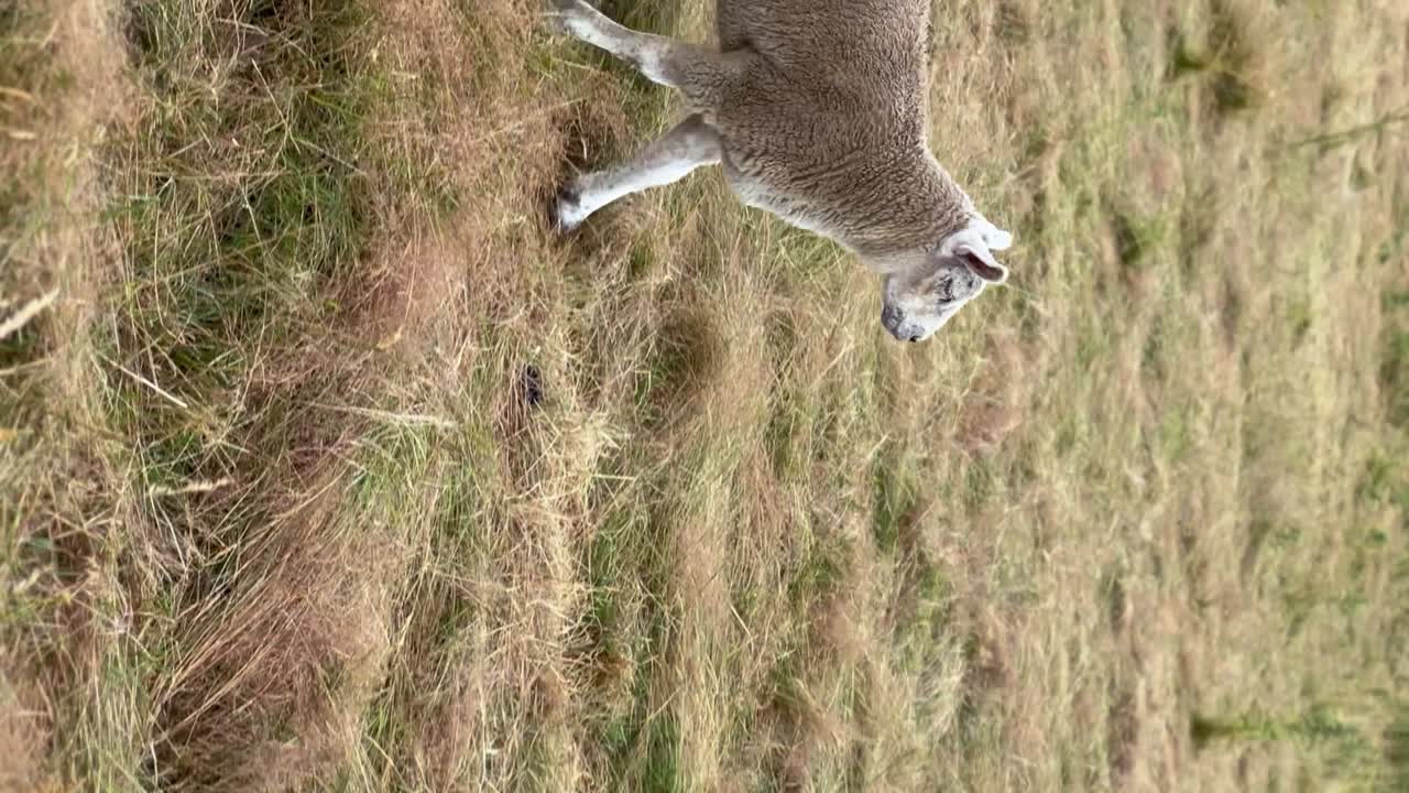 영국 코츠울드 (cotswolds) 의 초원에서 고 있는 양들의 수직 비디오