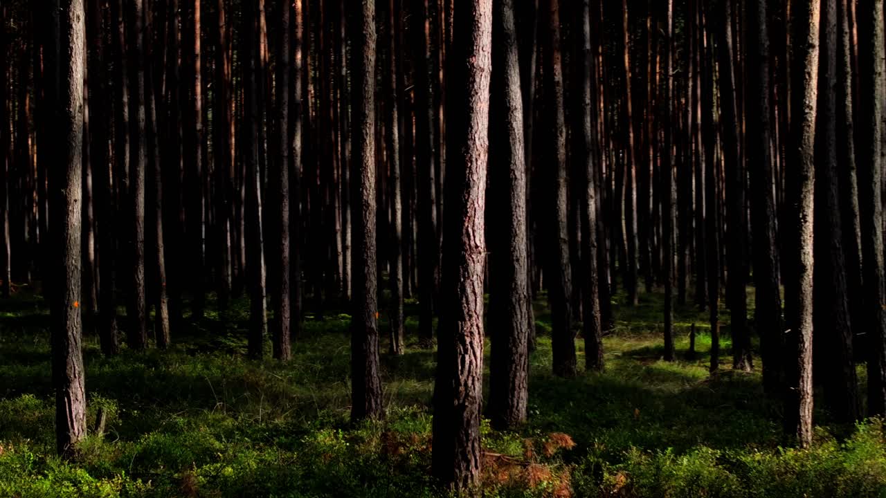 자연의 아름다움과 평온을 비디오 프로젝트에 가져오는 완벽한 방법입니다.