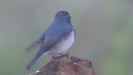 the ultramarine flycatcher, also known as the white-browed blue flycatcher, a winter migrant to thailand, is very friendy to people