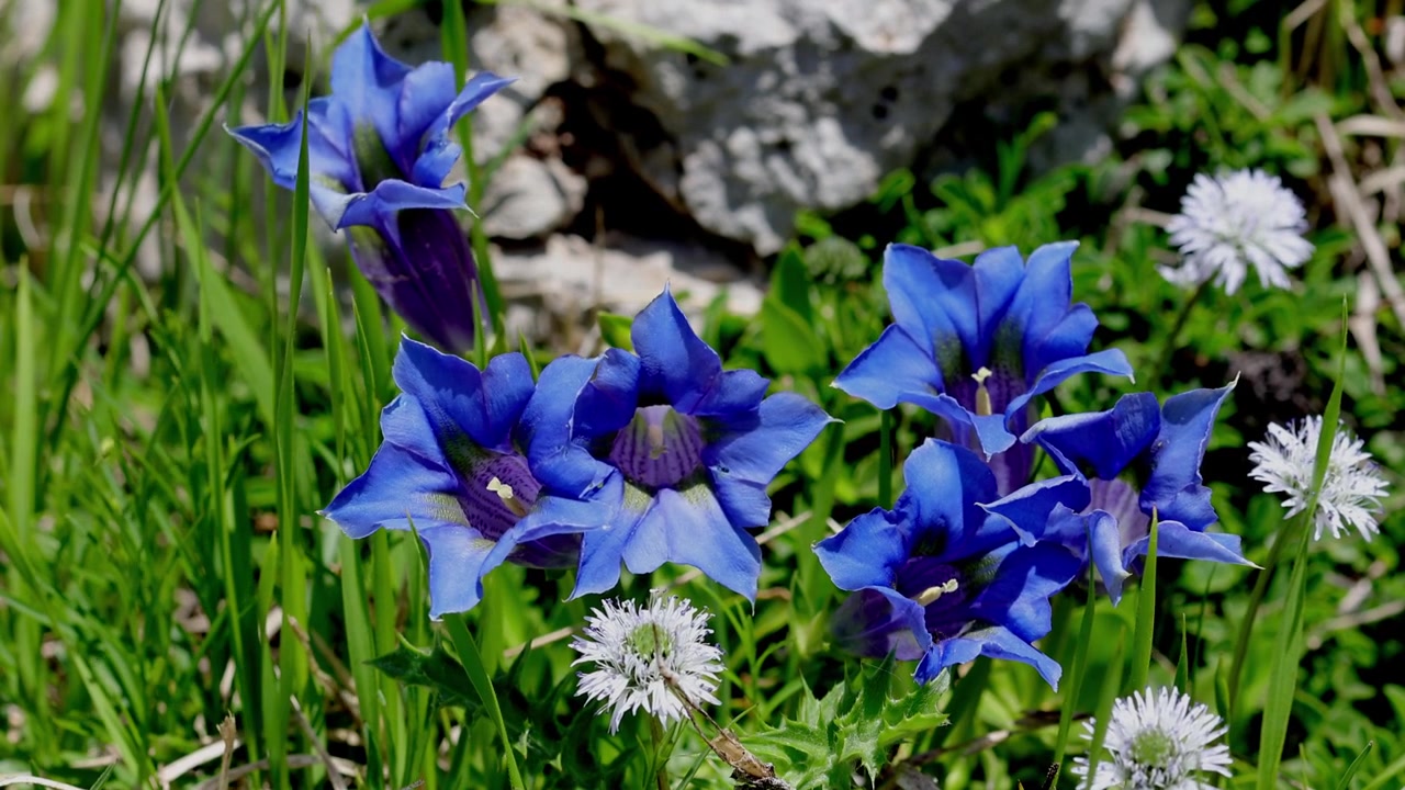 Close-up de um Grupo de Gencianas Florescendo em um Prado Alpino. Parque Nacional do Gran Sasso. Itália