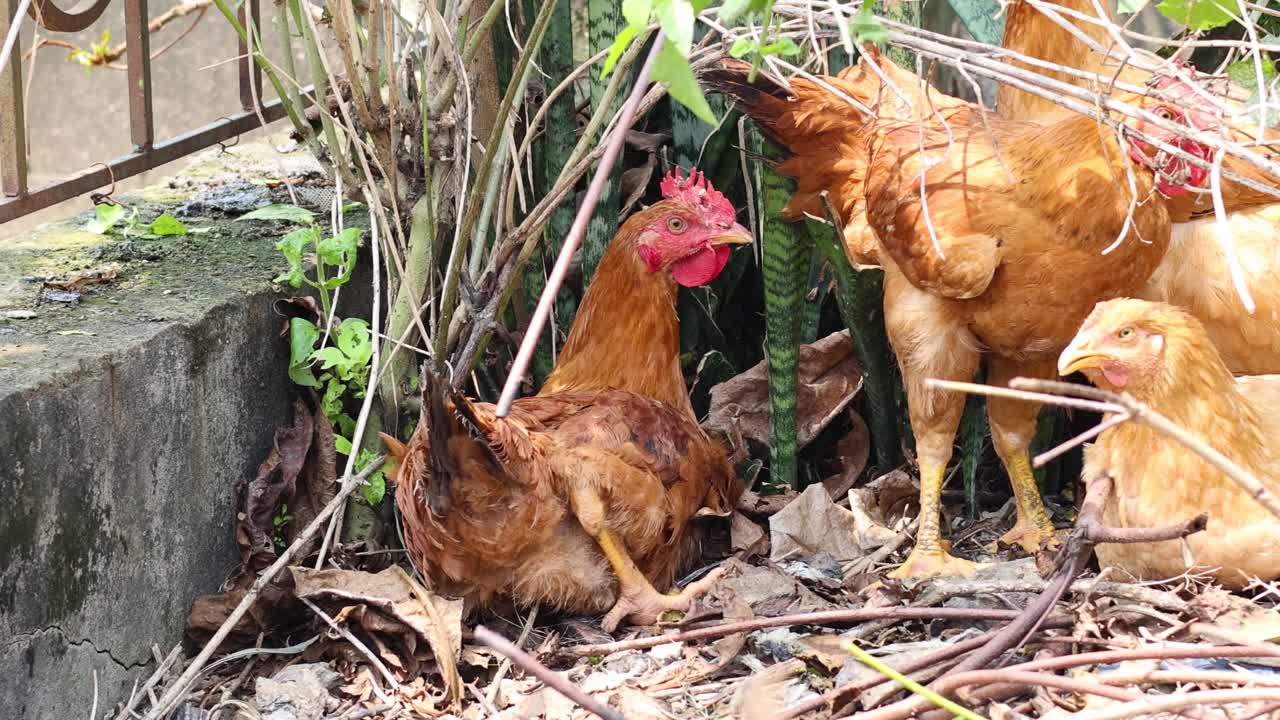 pollos picoteando y moviéndose alrededor en un jardín