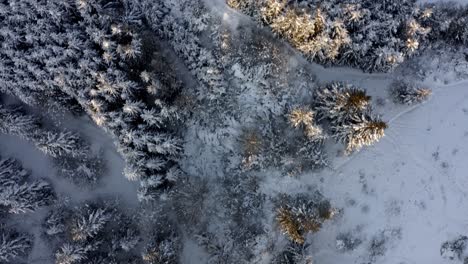 Bosque-Nevado-En-La-Montaña-Cerca-De-Bialka-Tatrzanska-En-Invierno-En-El-Condado-De-Tatra,-Polonia