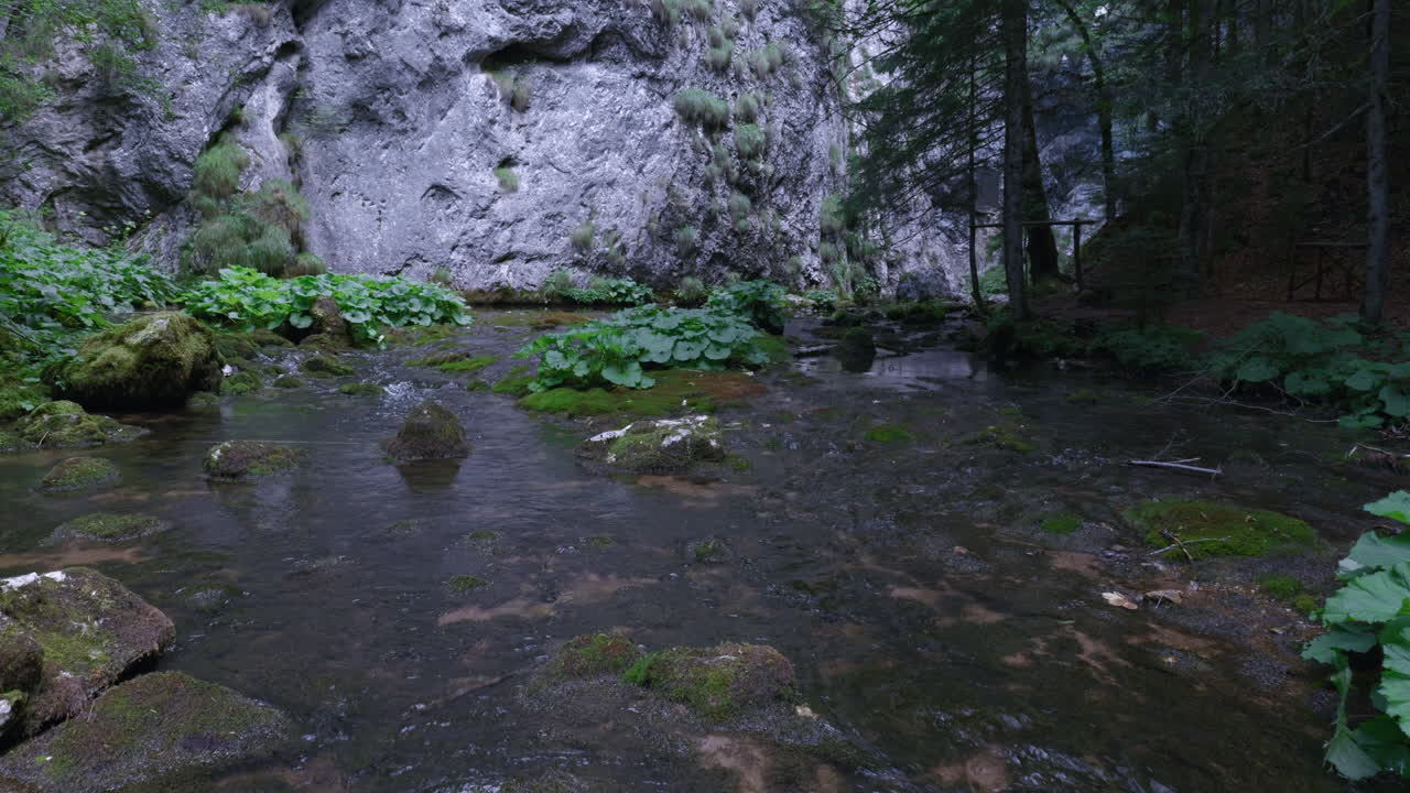 Bjergstrøm, der kommer til syne fra høje klipper, roligt og krystalklart vand, bjergflod med grønne planter og mos mellem sten og fyrreskov. Ideel statisk 4K-scene til looping