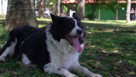 Un-Perro-Feliz-Tiene-Que-Salir-A-Caminar-Todos-Los-Días-Con-Su-Dueño-Y-Disfrutar-De-La-Hierba-Y-El-Sol-En-Un-Descanso-En-Un-Parque