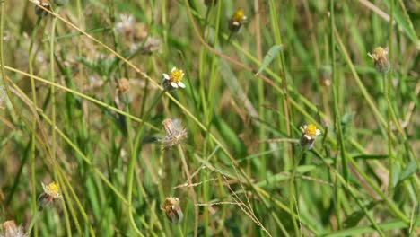 hermosa mariposa con líneas y manchas que se alimenta de una flor y luego vuela lejos