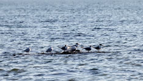 seagulls floating together on calm ocean surface