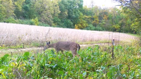 whitetail deer walking thru a food plot near a soybean field in early autumn in rural illinois