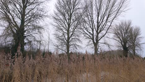 rushes on canal bank athy kildare winter in ireland