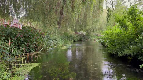 pequeño río itchen en el parque de winchester rodeado de flora y fauna