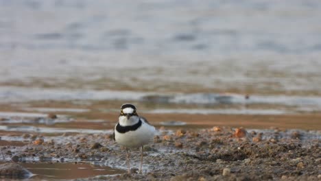 Semipalmated-plover-walking-on-lake-.