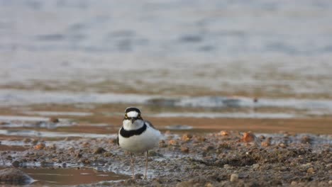 semipalmated plover walking on lake .